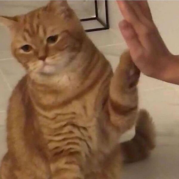 File:Cat99.jpg